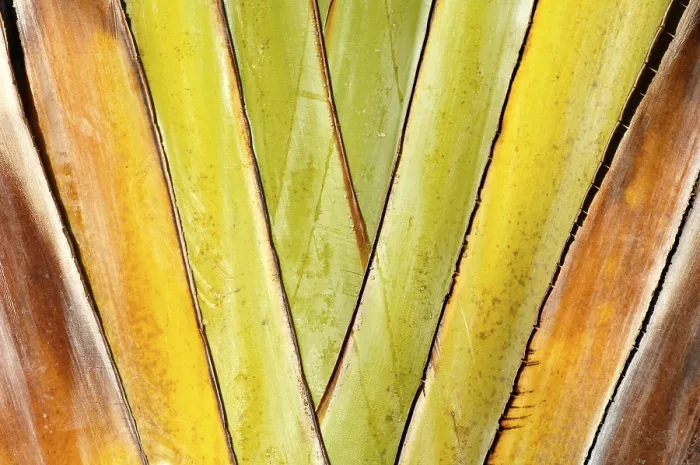 Framed Print : Palm Leaf Print Framed Print : Palm Leaf Print