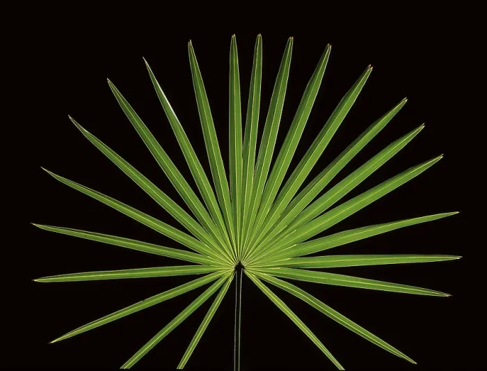 Framed Print : High-Resolution Print of Palm Tree Leaf on Black Background Framed Print : High-Resolution Print of Palm Tree Leaf on Black Background