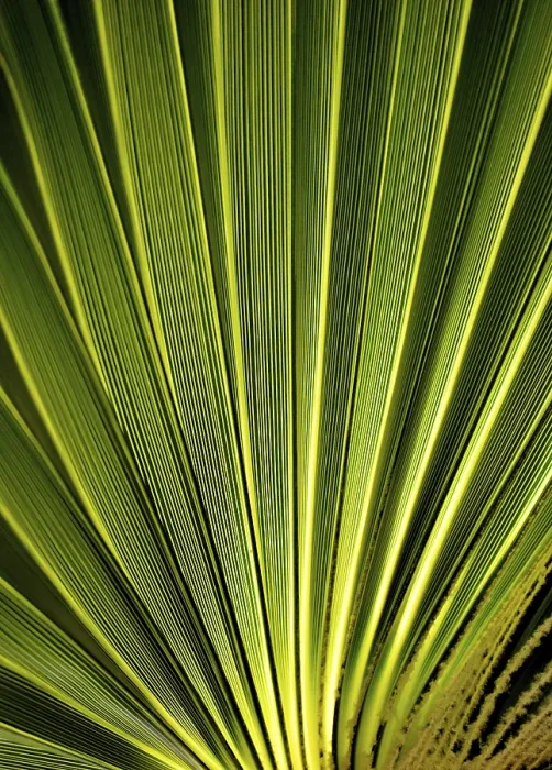 Framed Print : Palmtree Leaf Print Framed Print : Palmtree Leaf Print