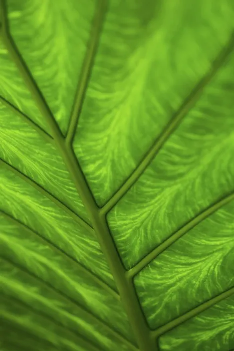 Framed Print : A Leaf of a Plant in Front of Light Print Framed Print : A Leaf of a Plant in Front of Light Print