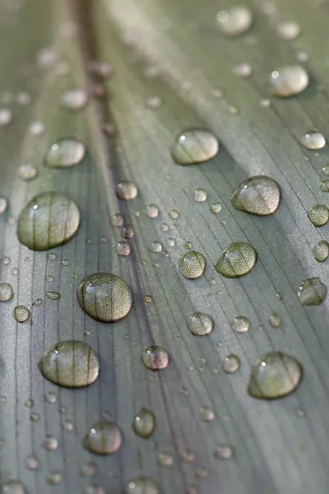 Framed Print : Leaf of a Plant with Raindrops Print, Germany Framed Print : Leaf of a Plant with Raindrops Print, Germany