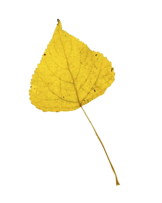 Framed Print : Poplar Leaf Print, Vechta, Germany Framed Print : Poplar Leaf Print, Vechta, Germany