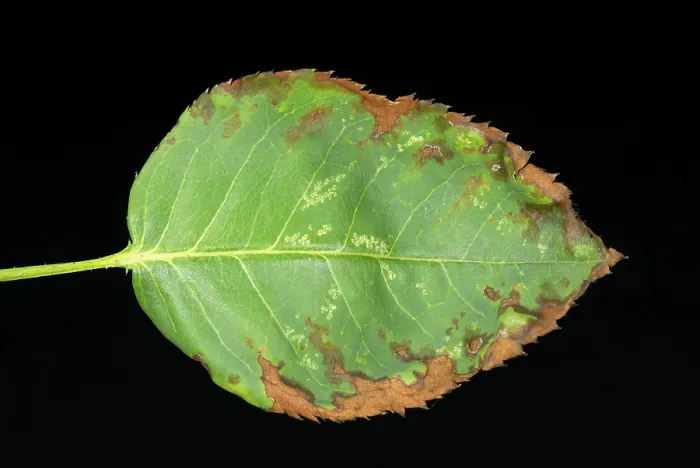 Framed Print : Anthracnose Damaged Rose Leaf Print Framed Print : Anthracnose Damaged Rose Leaf Print