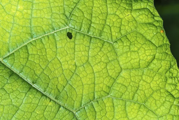 Framed Print : A Leaf with a Small Hole in it, Bas Rhin Print Framed Print : A Leaf with a Small Hole in it, Bas Rhin Print