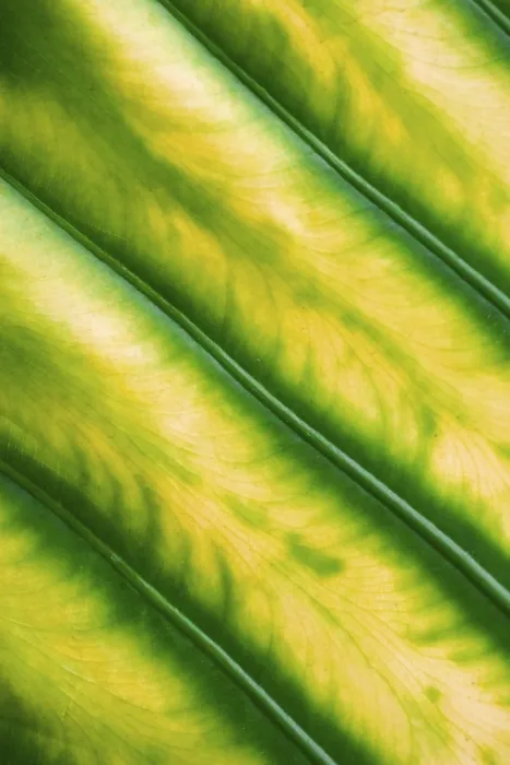 Framed Print : Leaf Structure Print Framed Print : Leaf Structure Print