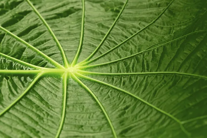 Framed Print : Capeeba Leaf Structure Print, South America Framed Print : Capeeba Leaf Structure Print, South America