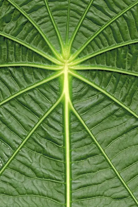 Framed Print : Capeeba Leaf Structure Print, South America Framed Print : Capeeba Leaf Structure Print, South America
