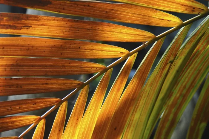 Framed Print : Brown Feathery Leaf Structure Print Framed Print : Brown Feathery Leaf Structure Print