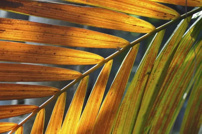 Framed Print : Wilted Leaf Structure Print Framed Print : Wilted Leaf Structure Print