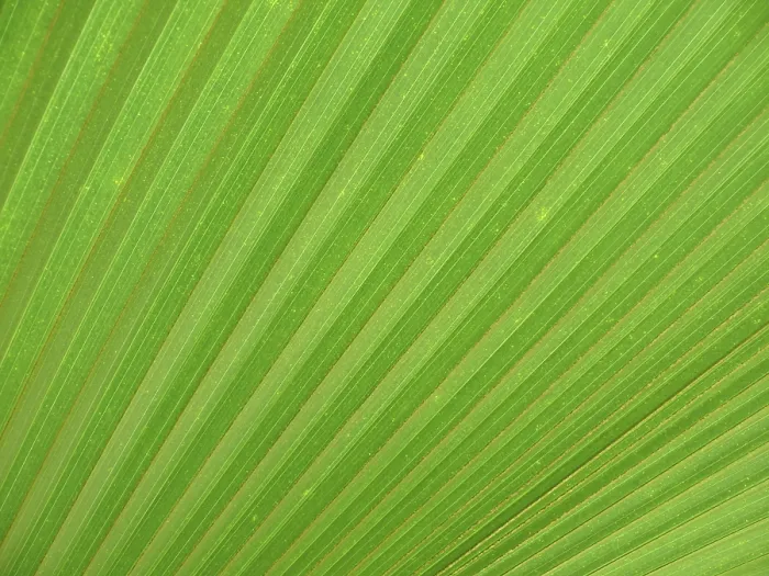 Framed Print : Botanical Print of Leaf Structure and Nature Framed Print : Botanical Print of Leaf Structure and Nature