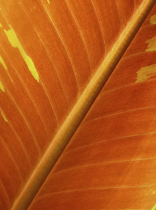 Framed Print : Close-up of a Leaf Structure Print Framed Print : Close-up of a Leaf Structure Print