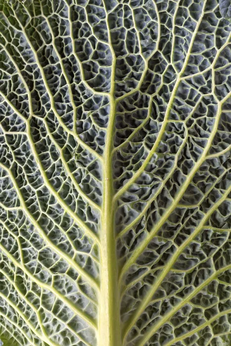 Framed Print : Leaf Structure of Vegetable Cabbage Print, Bavaria, Germany Framed Print : Leaf Structure of Vegetable Cabbage Print, Bavaria, Germany
