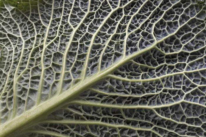 Framed Print : Print of Cabbage Leaf Structure, Bavaria, Germany Framed Print : Print of Cabbage Leaf Structure, Bavaria, Germany
