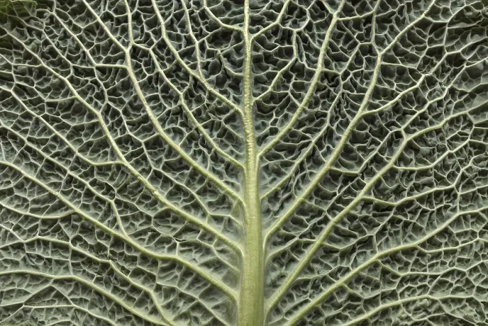 Framed Print : Print of Cabbage Leaf Structure, Bavaria, Germany