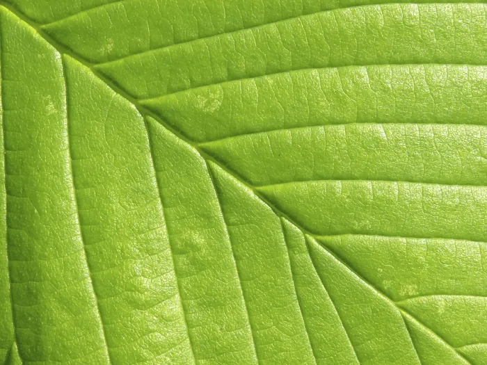 Framed Print : Leaf Structure Print: Vascular Bundles and Veins Framed Print : Leaf Structure Print: Vascular Bundles and Veins