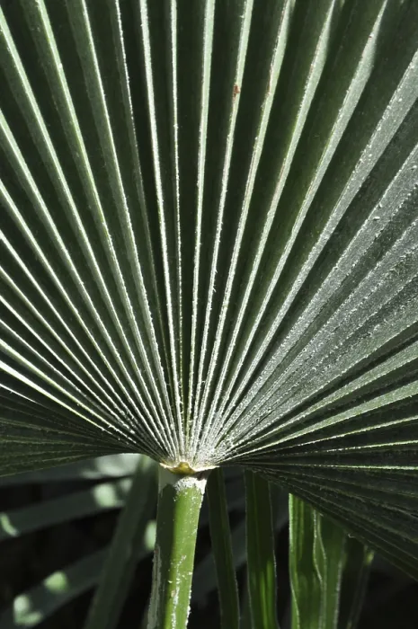 Framed Print : Palm Frond Leaf Structure Print
