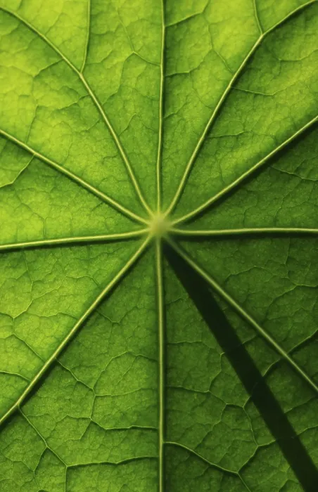 Framed Print : Nasturtium Leaf Surface Print Framed Print : Nasturtium Leaf Surface Print