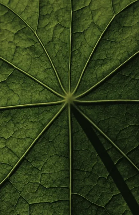 Framed Print : Nasturtium Leaf Surface Structure Print