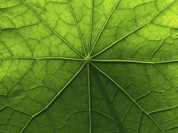 Framed Print : Nasturtium Leaf Surface Structure Print Framed Print : Nasturtium Leaf Surface Structure Print
