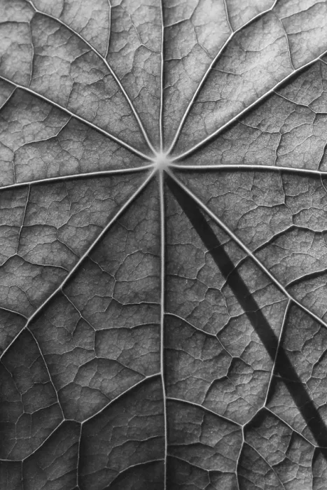 Framed Print : Nasturtium Leaf Surface Print in Black and White Framed Print : Nasturtium Leaf Surface Print in Black and White