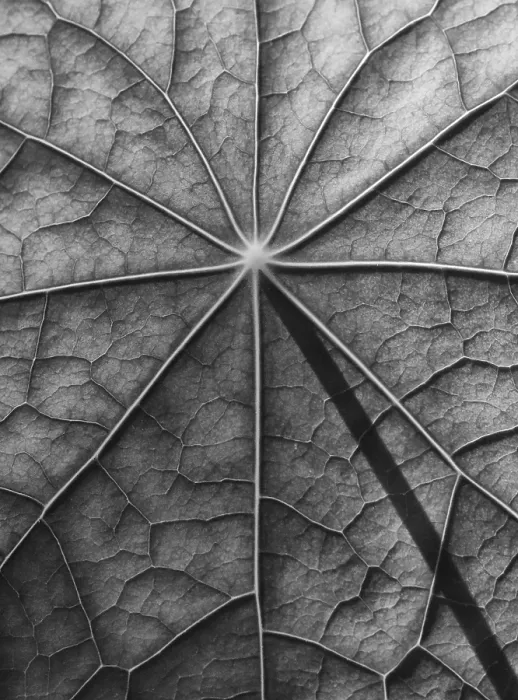 Framed Print : Nasturtium Leaf Surface Print in Black and White Framed Print : Nasturtium Leaf Surface Print in Black and White