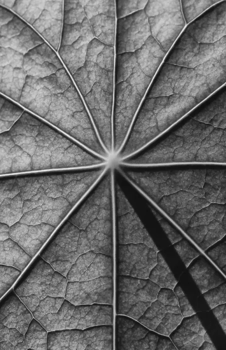 Framed Print : Nasturtium Leaf Surface Print in Black and White Framed Print : Nasturtium Leaf Surface Print in Black and White