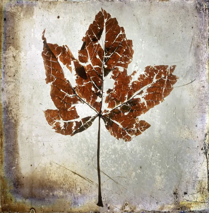 Framed Print : Textured Leaf Print Framed Print : Textured Leaf Print