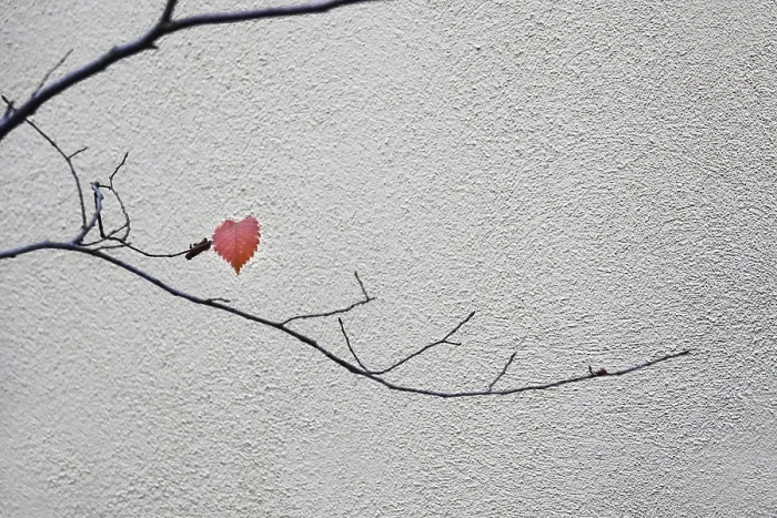 Framed Print : A Last Leaf Print, Germany November Framed Print : A Last Leaf Print, Germany November