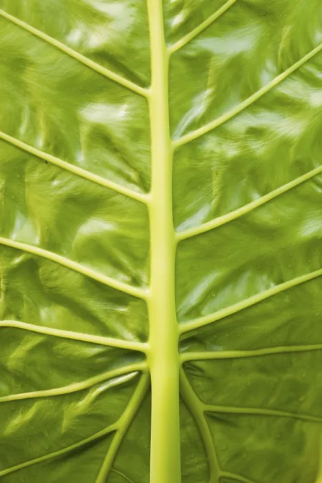 Framed Print : Leaf Veins Print - Delicate Network of Vascular Tissue Framed Print : Leaf Veins Print - Delicate Network of Vascular Tissue
