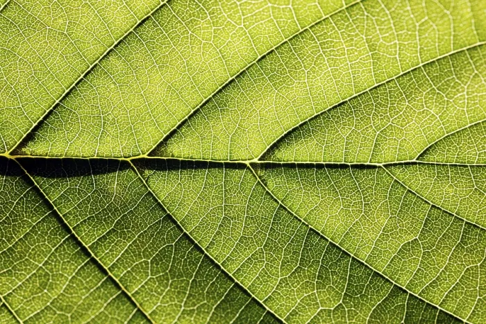 Framed Print : Leaf Veins Print, Botanical Detail Framed Print : Leaf Veins Print, Botanical Detail
