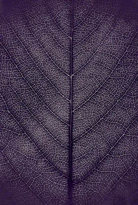 Framed Print : Leaf Veins Print - Close-up Background Framed Print : Leaf Veins Print - Close-up Background