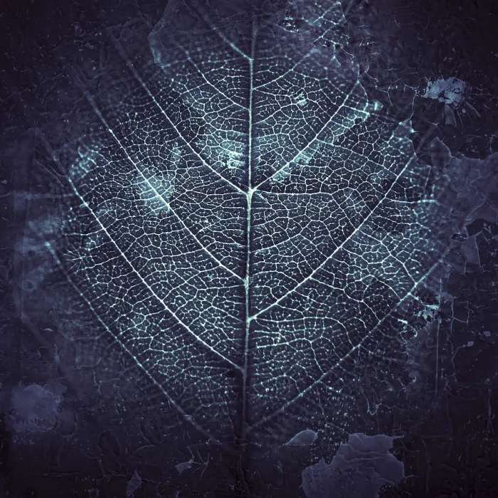 Framed Print : Leaf Veins Print with Background Leaf Veins Framed Print : Leaf Veins Print with Background Leaf Veins