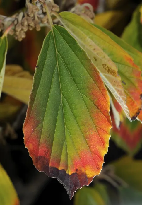Framed Print : Witch Hazel Leaf Print, Autumn Colors Framed Print : Witch Hazel Leaf Print, Autumn Colors