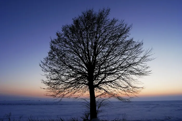 Framed Print : Leafless Tree Print Framed Print : Leafless Tree Print
