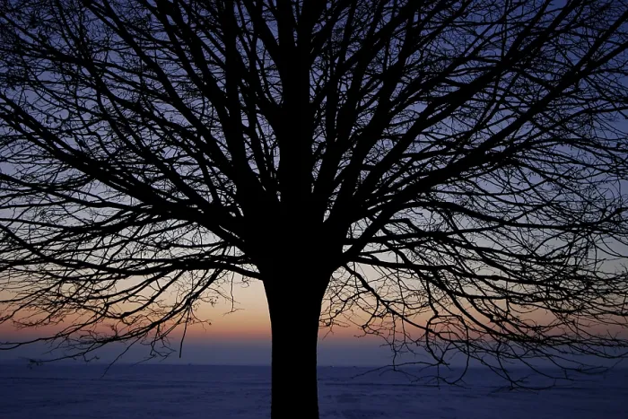 Framed Print : Leafless Tree Print: Bare Branches in Winter Landscape Framed Print : Leafless Tree Print: Bare Branches in Winter Landscape