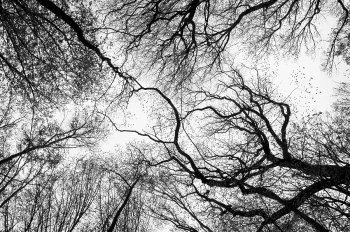 Framed Print : Leafless Tree Branches Print with Flying Birds Framed Print : Leafless Tree Branches Print with Flying Birds