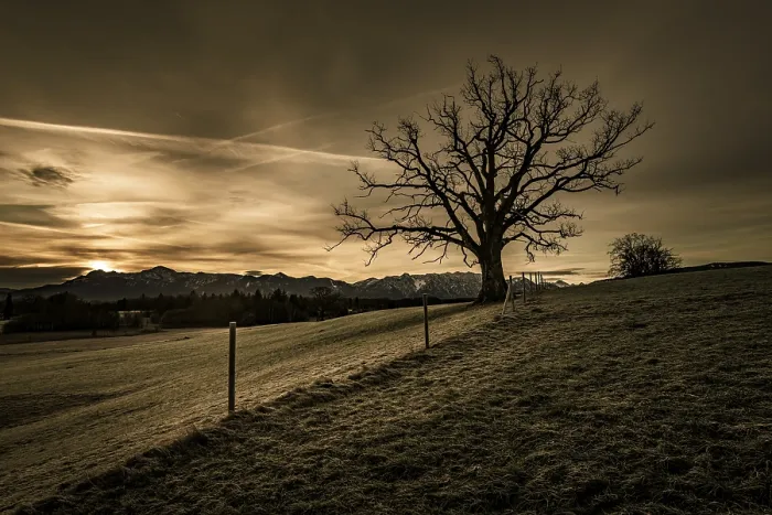Framed Print : Leafless Tree Print, Uffing, Upper Bavaria, Germany Framed Print : Leafless Tree Print, Uffing, Upper Bavaria, Germany