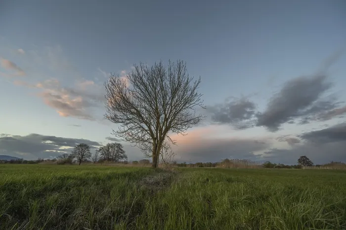 Framed Print : Leafless Tree at Sunset Print, Bas Rhin, France Framed Print : Leafless Tree at Sunset Print, Bas Rhin, France