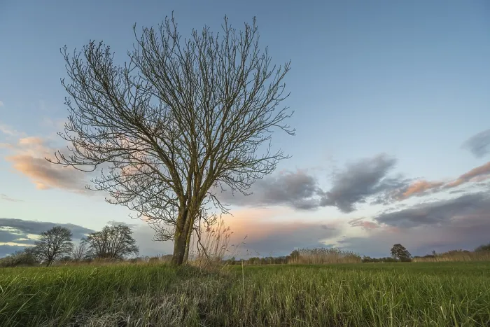 Framed Print : Leafless Tree at Sunset Print, Bas Rhin, Alsace, France