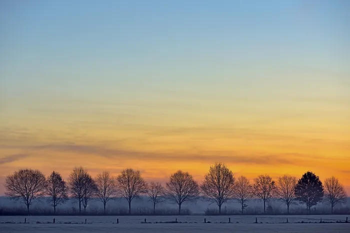 Framed Print : Leafless Trees, Avenue at Dawn Print, Niederrhein Germany Framed Print : Leafless Trees, Avenue at Dawn Print, Niederrhein Germany