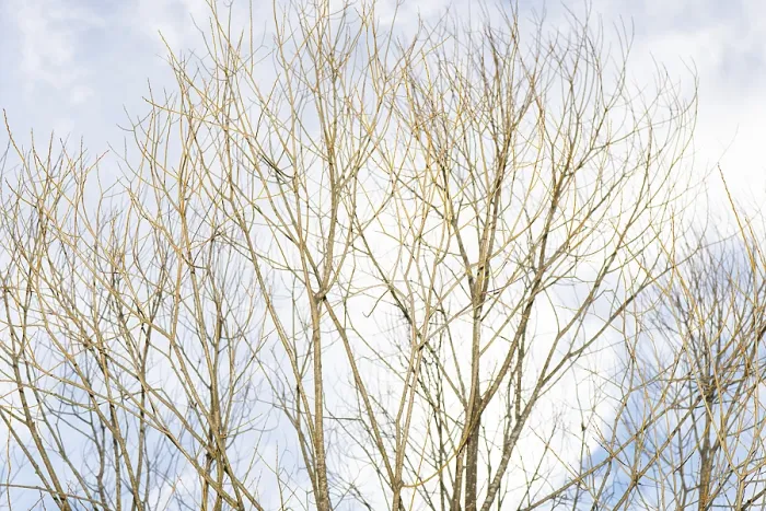 Framed Print : Winter Forest Print: Bare Branches Against Soft Clouds Framed Print : Winter Forest Print: Bare Branches Against Soft Clouds