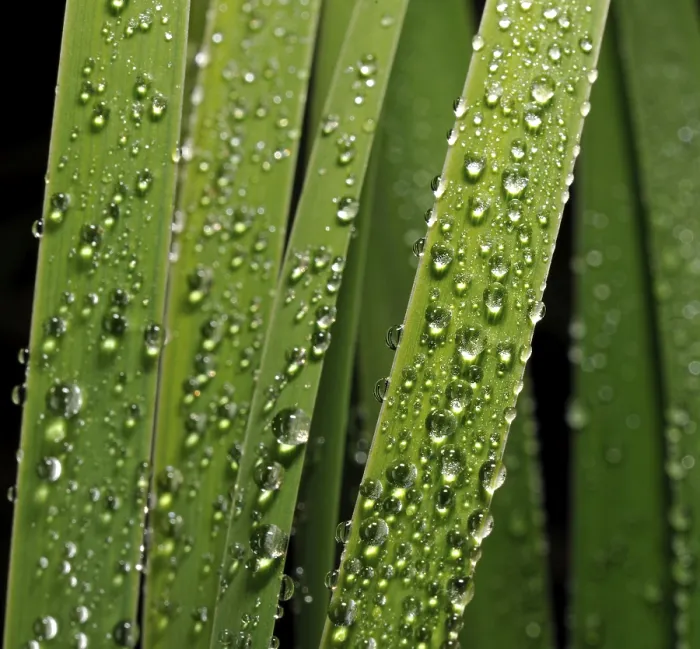 Framed Print : Leaves with dew drops Print Framed Print : Leaves with dew drops Print