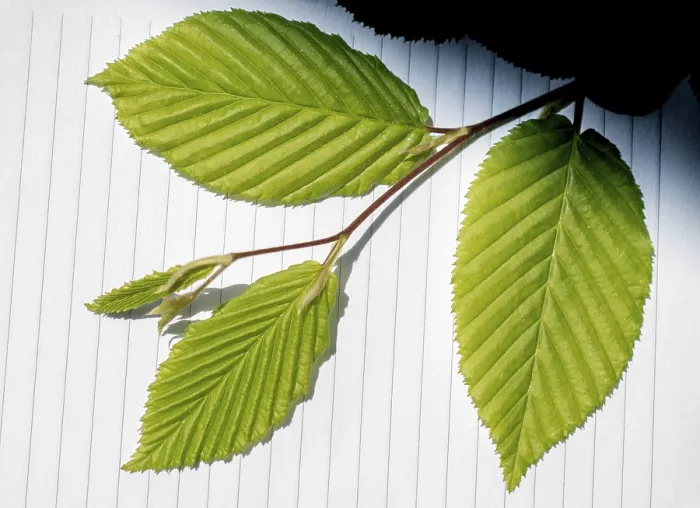Framed Print : Leaves in Hand Print Over Notebook Page Framed Print : Leaves in Hand Print Over Notebook Page