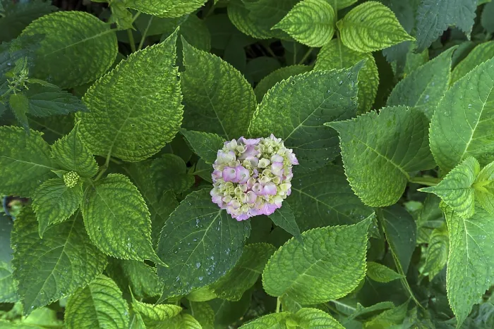 Framed Print : Leaves with a Hydrangea Flower Print, Bavaria, Germany