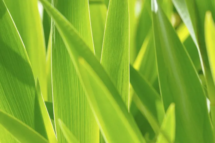 Framed Print : Backlit Iris Leaves Print, North Rhine-Westphalia, Germany Framed Print : Backlit Iris Leaves Print, North Rhine-Westphalia, Germany