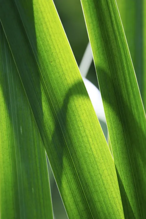 Framed Print : Leaves of a Marsh Iris Print - Yellow Iris Framed Print : Leaves of a Marsh Iris Print - Yellow Iris
