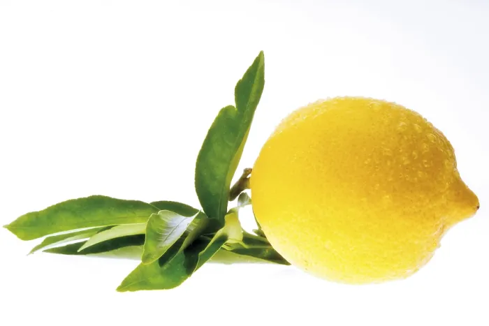 Framed Print : Lemon Lemon Print by imageBROKER Framed Print : Lemon Lemon Print by imageBROKER