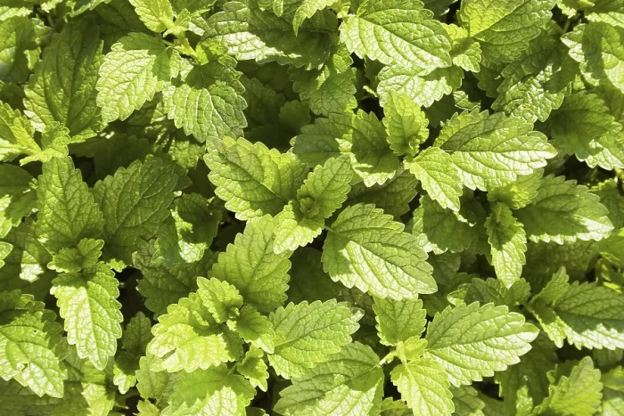 Framed Print : Lemon Balm Print Framed Print : Lemon Balm Print
