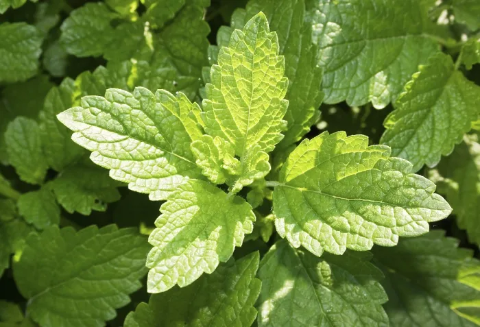 Framed Print : Lemon Balm Print - Aromatic Herb