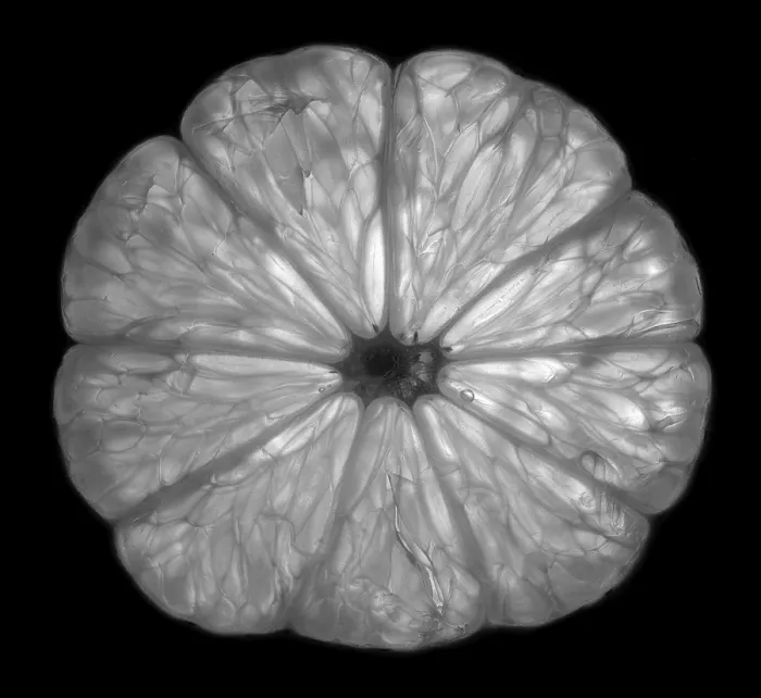 Framed Print : Lemon Slice Print in Transmitted Light, Black and White Framed Print : Lemon Slice Print in Transmitted Light, Black and White